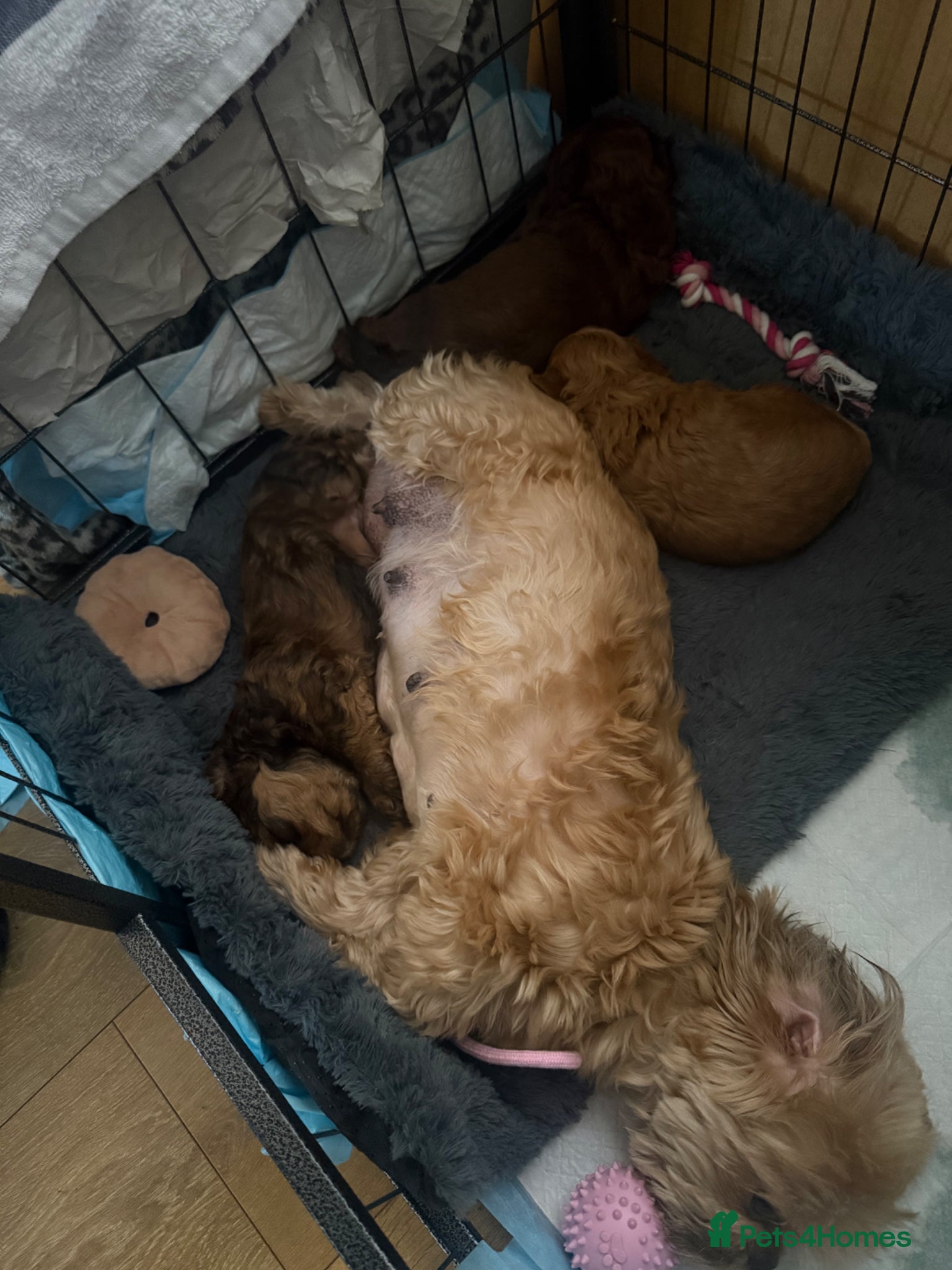 Shihpoo dogs Shihpoo’s for sale x3  - Advert 1