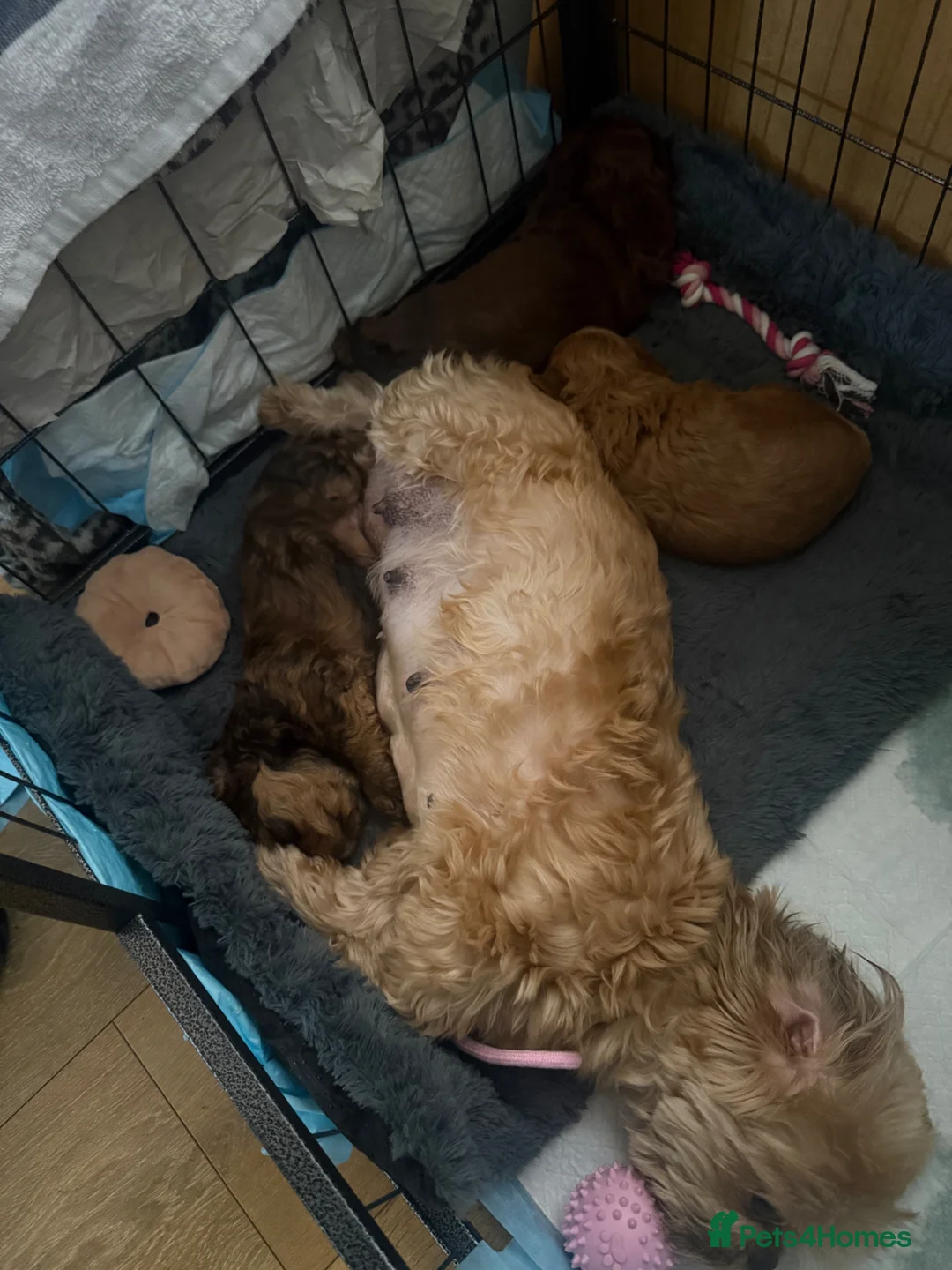 Shihpoo dogs for sale: Shihpoo’s for sale x3  - Advert 1