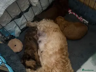 Shihpoo dogs Shihpoo’s for sale x3 - Advert 1