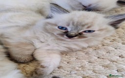 Ragdoll cats for sale: Sweet natured pure bred Ragdoll kittens  - Image 7