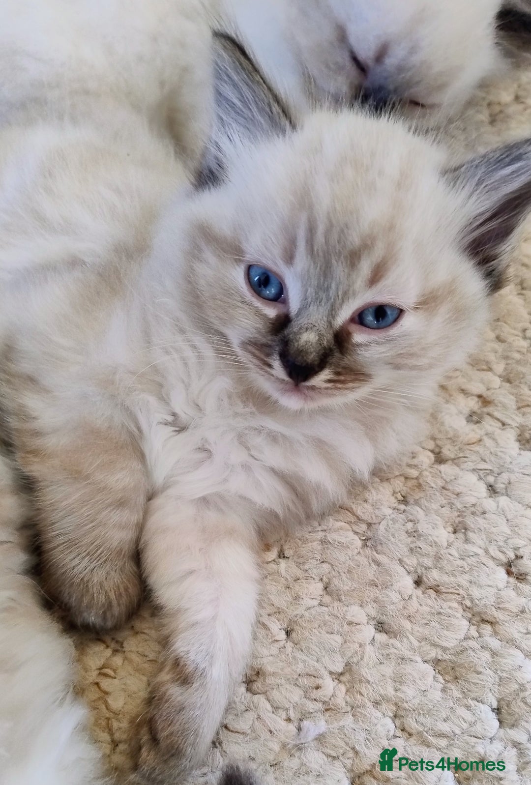 Ragdoll cats for sale: Sweet natured pure bred Ragdoll kittens  - Image 7
