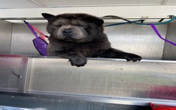 Chow Chow dogs for sale: Smooth coat female (purebred) - Image 6