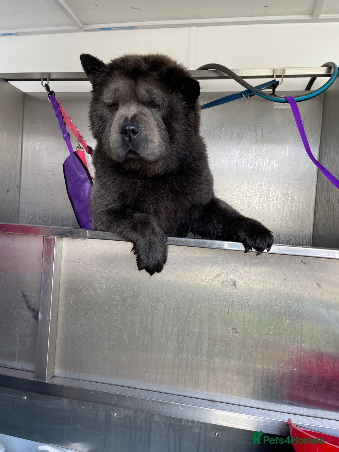 Chow Chow dogs for sale: Smooth coat female (purebred) - Image 6