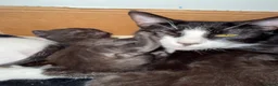 Mixed Breed cats for sale: 5 happy healthy short haired kittens from Lola  - Advert 2
