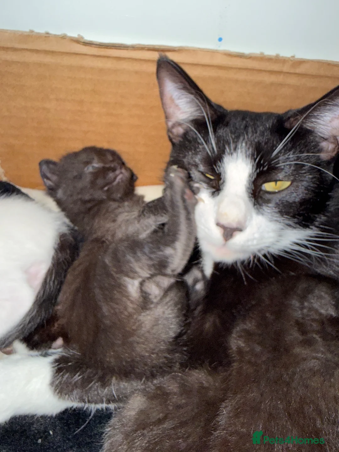 Mixed Breed cats for sale: 5 happy healthy short haired kittens from Lola  - Advert 2