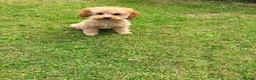 Toy Poodle dogs for sale: 1 boy available healthtested beautiful toy poodle  - Advert 14