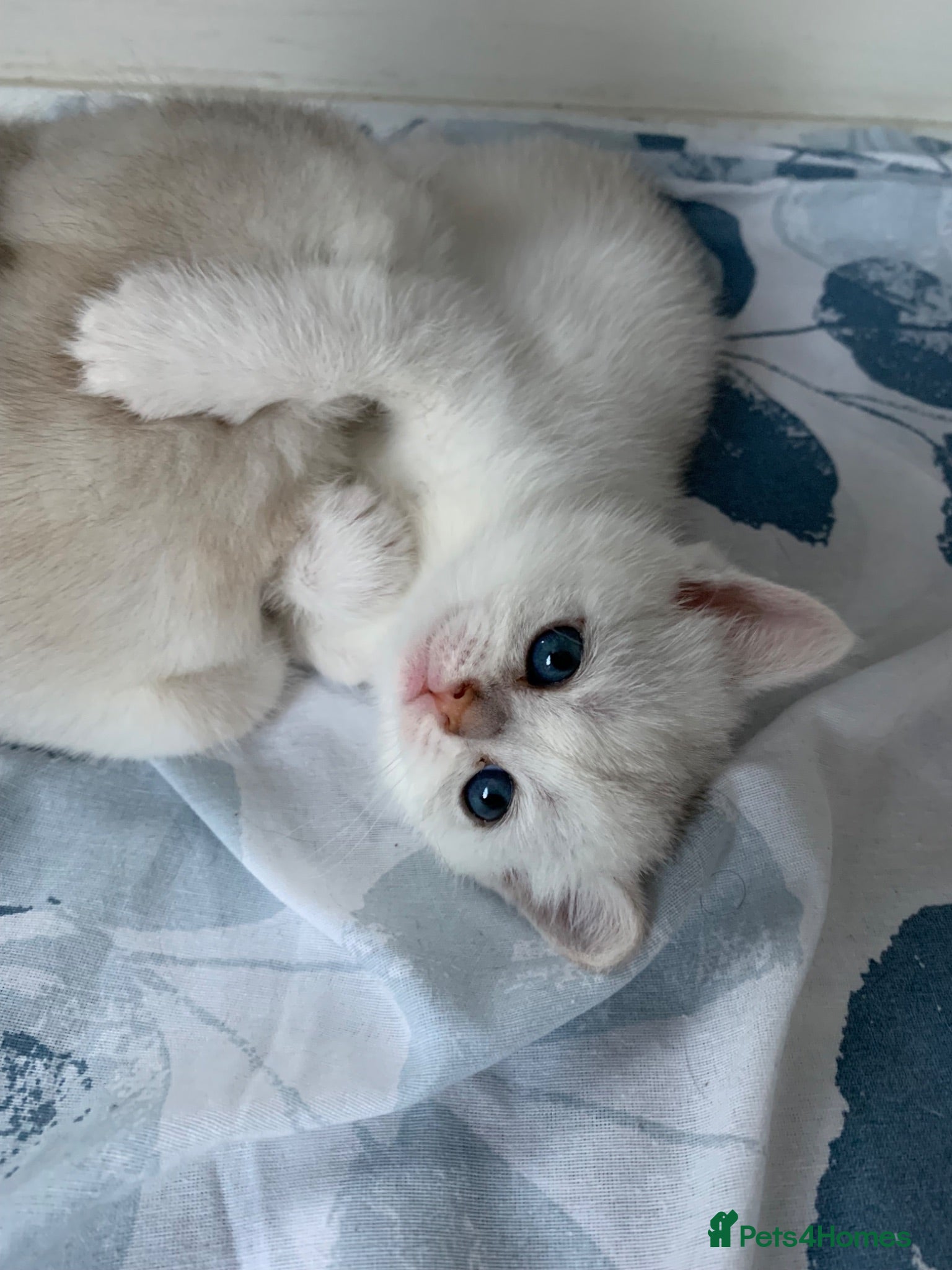 Scottish Fold cats Adorable Scottish Fold & Straight Kittens - Advert 2