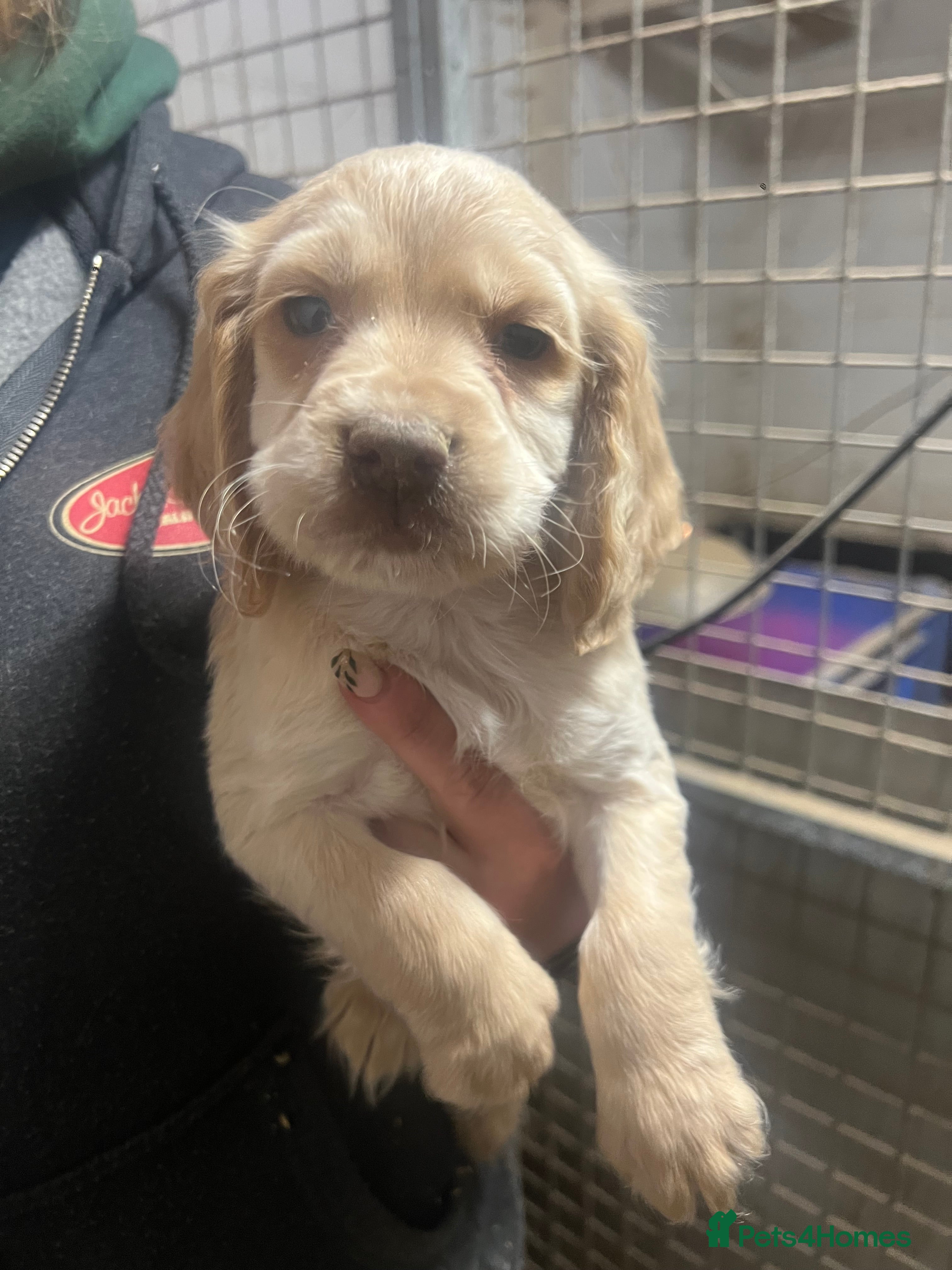 Cocker Spaniel dogs Kc registered cocker spaniels puppies for sale - Advert 15