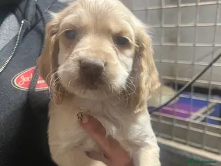 Cocker Spaniel dogs Kc registered cocker spaniels puppies for sale - Advert 2