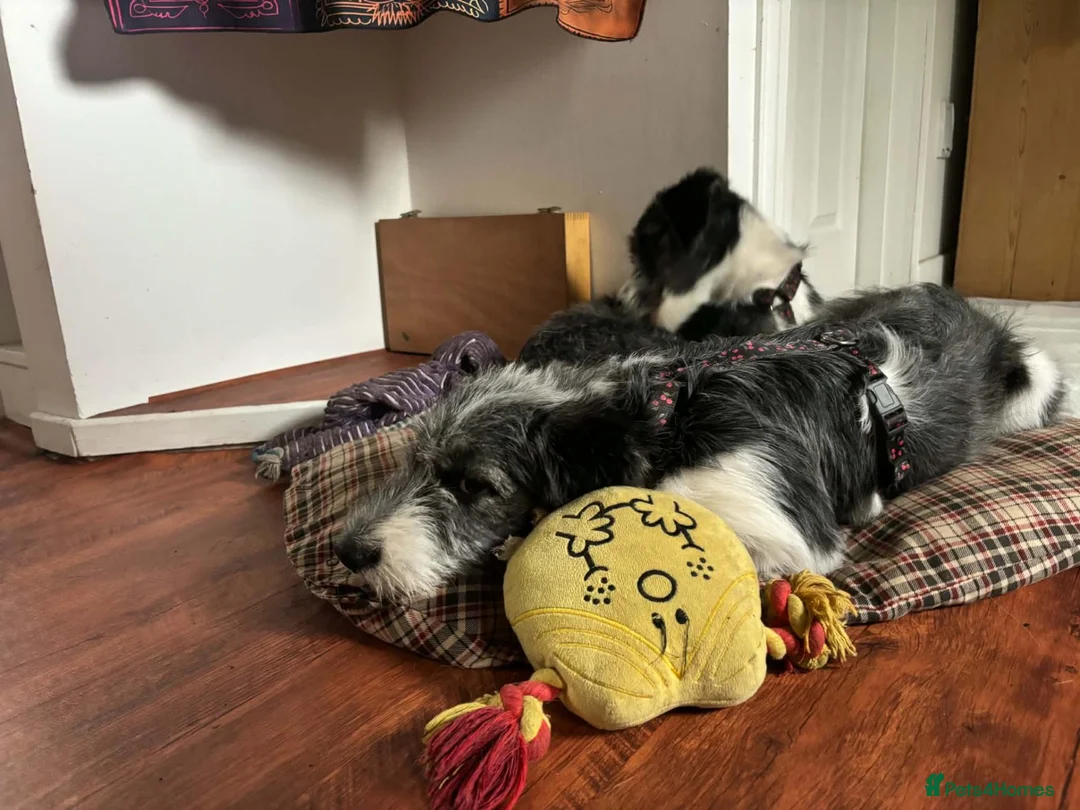 Mixed Breed dogs for adoption: Meet MOMO & BAMBOO in Kyle - Advert 5