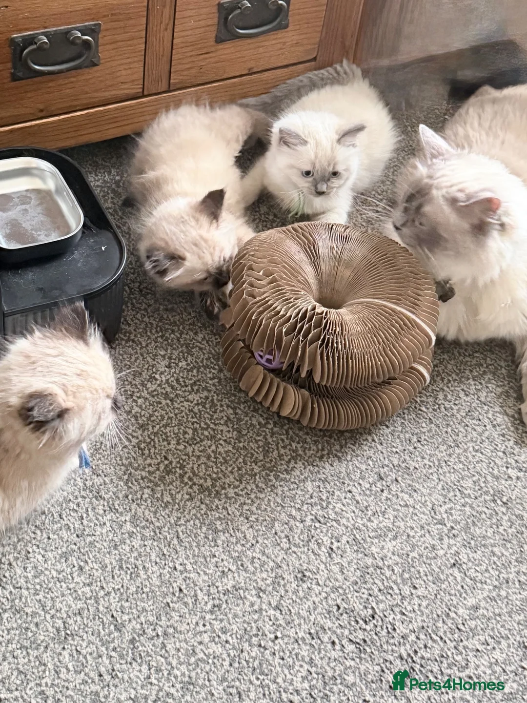 Ragdoll cats for sale: 3 Ragdoll boys  - Advert 24