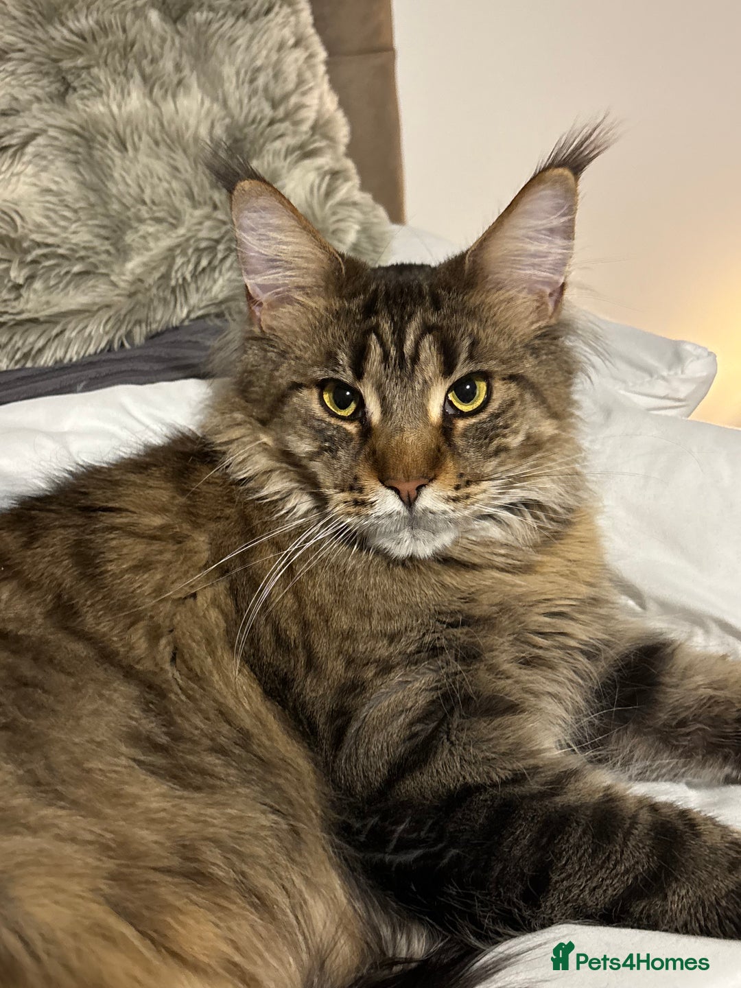 Maine Coon cats for sale: Loving Brown Tabby Maine Coon Girl 🧡 - Advert 1