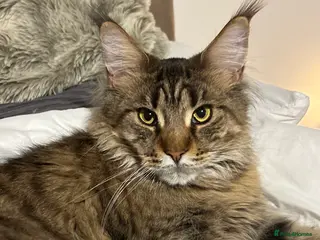 Maine Coon cats Loving Brown Tabby Maine Coon Girl 🧡 - Advert 7