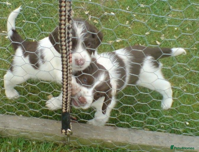 English Springer Spaniel dogs English Springer Spaniel Puppies - Advert 2