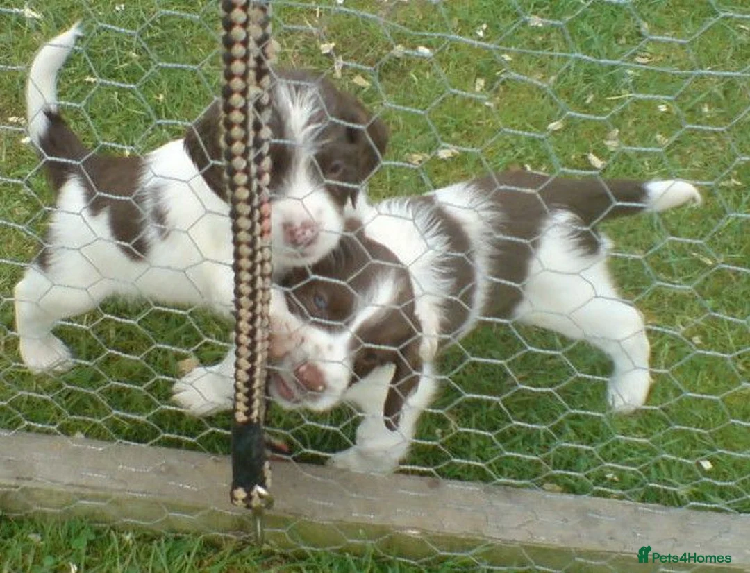 English Springer Spaniel dogs for sale: English Springer Spaniel Puppies - Advert 1