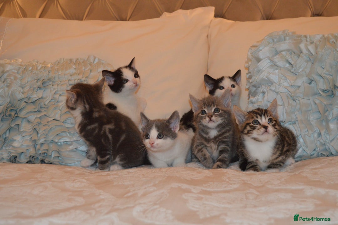 Mixed Breed cats for sale: 6 Adorable Playful Kittens for Sale - Image 5