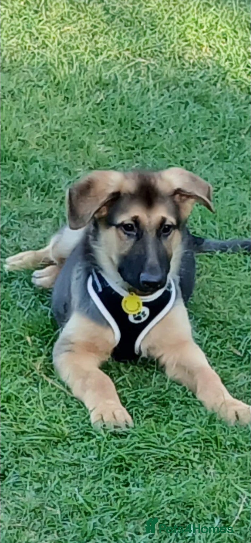 German Shepherd dogs Special Home Needed  - Advert 15