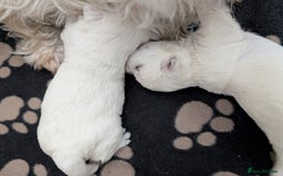 West Highland Terrier dogs for sale: Lovely westies puppies from excellent show linage - Image 8