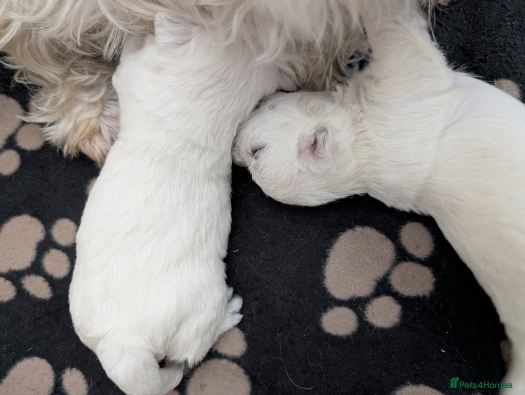 West Highland Terrier dogs for sale: Lovely westies puppies from excellent show linage - Image 8