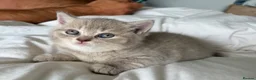 British Shorthair cats for sale: Stunning British shorthair kitten  - Advert 3