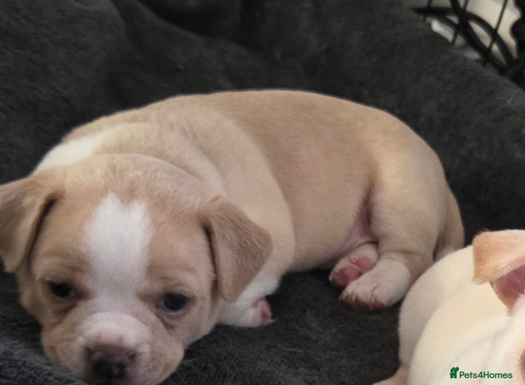 Mixed Breed dogs for sale: Adorable F1b Bullhuahua puppies - Image 22