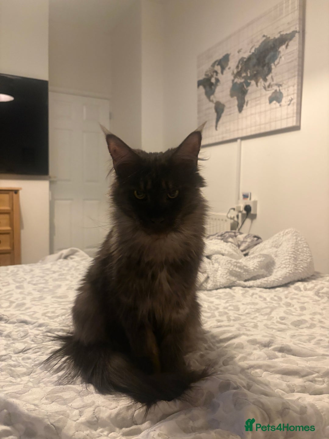 Maine Coon cats for sale: 🐾 Russian Maine Coon Kittens – TICA Registered 🐾 - Image 20