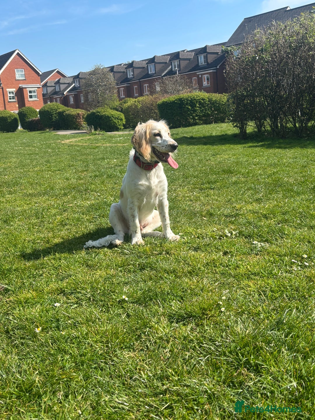 Cocker Spaniel dogs for sale: Adorable cocker spaniel  - Advert 5