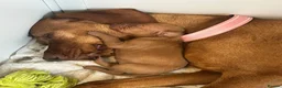 Hungarian Vizsla dogs for sale: Stunning Hungarian vizsla puppies x9 - Advert 4