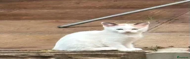 Arabian Mau 4