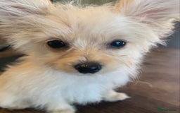Pomapoo dogs for sale:  beautiful Pomapoo puppies - Image 4