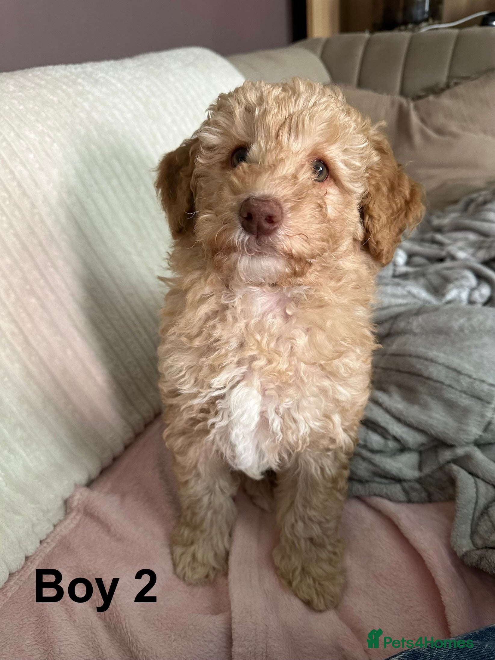 Cavapoo dogs 💥ONE BOY LEFT-READY TO LEAVE NOW💥 F1B Cavapoos. - Advert 4