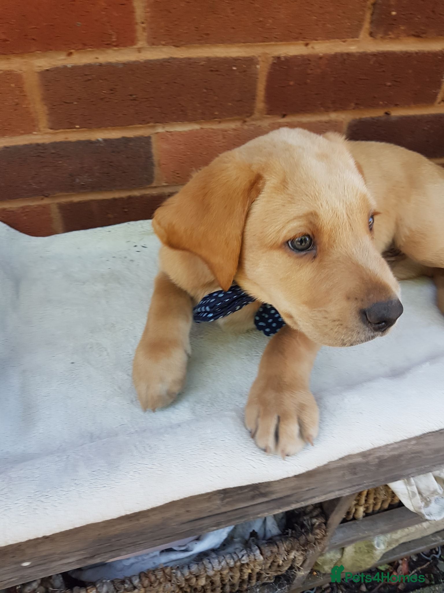 Labrador Retriever dogs Excellent KC Registered Labrador puppies  - Advert 1