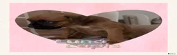 Boxer dogs for sale: 🐾 Exceptional Pedigree KC Reg. Boxer Puppies 🐾 - Advert 7