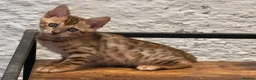 Bengal cats for sale: Gorgeous full pedigree reg bengal female kittens  - Advert 7