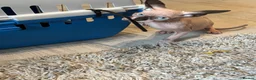 Sphynx cats for sale: Sphynx kittens  - Advert 2