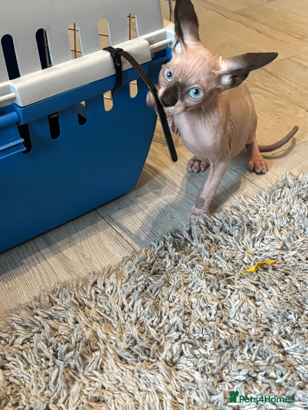 Sphynx cats for sale: Sphynx kittens  - Advert 2