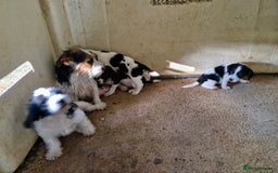 Mixed Breed dogs for sale: Jackapoo  - Image 5