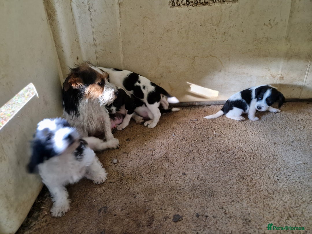 Mixed Breed dogs for sale: Jackapoo  - Image 5
