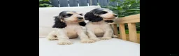 Cocker Spaniel dogs for sale: READY NOW KC SHOW COCKER SPANIELS  in Hull - Advert 8