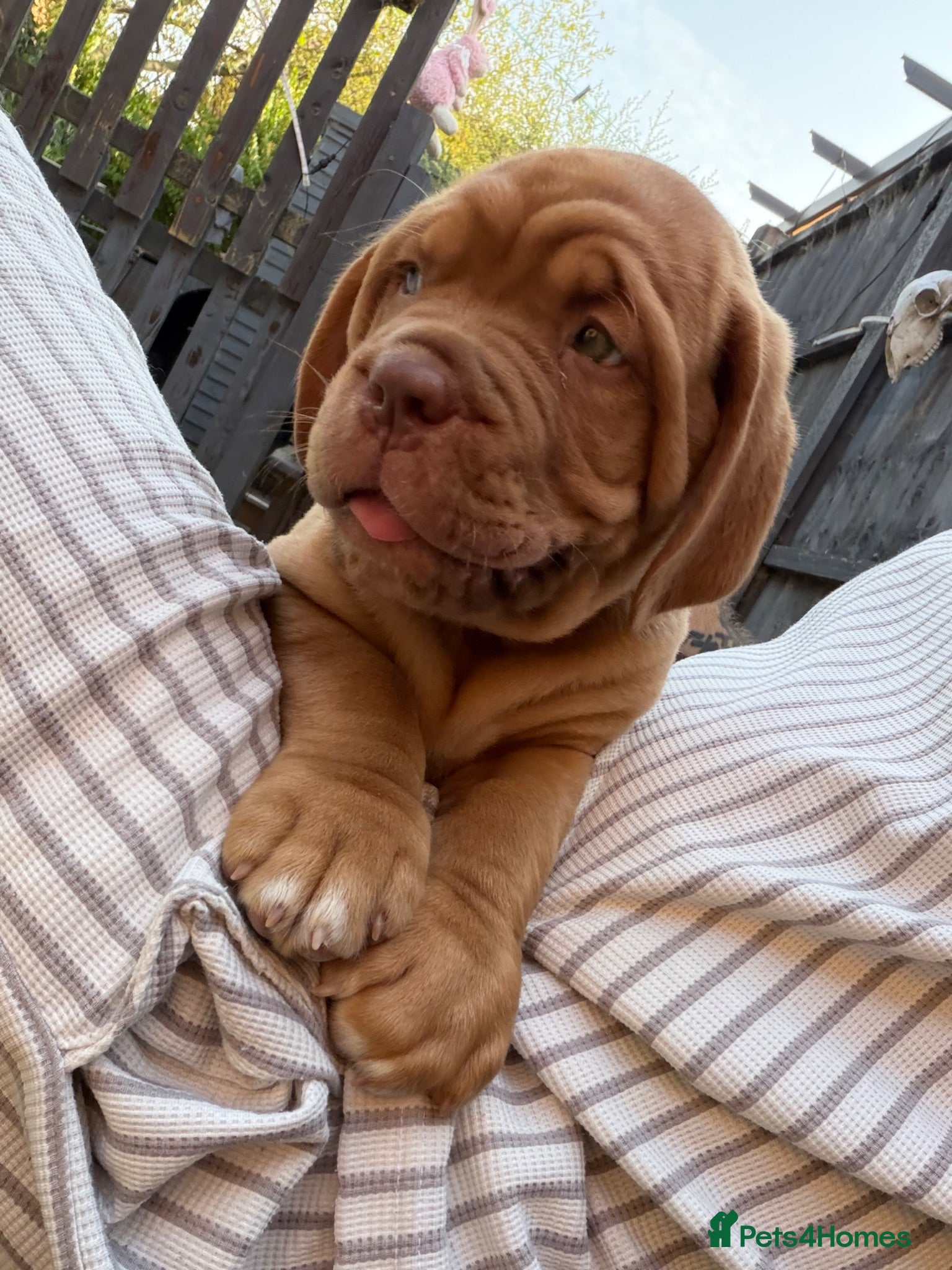 Dogue De Bordeaux dogs KC Dogue de Bordeaux Puppies with champions.  - Advert 1