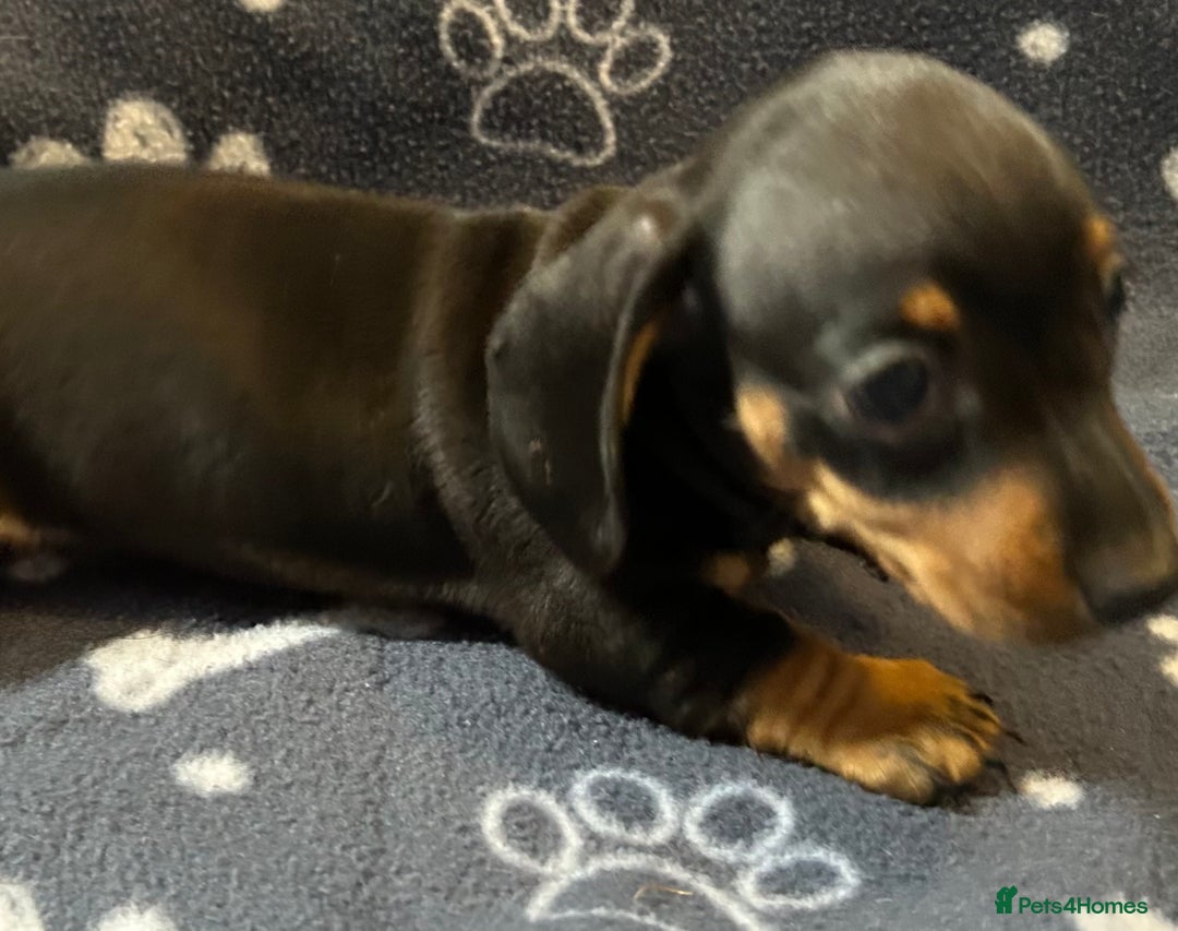 Miniature Dachshund dogs for sale: Stunning Miniature Dachshund Pups - Image 6