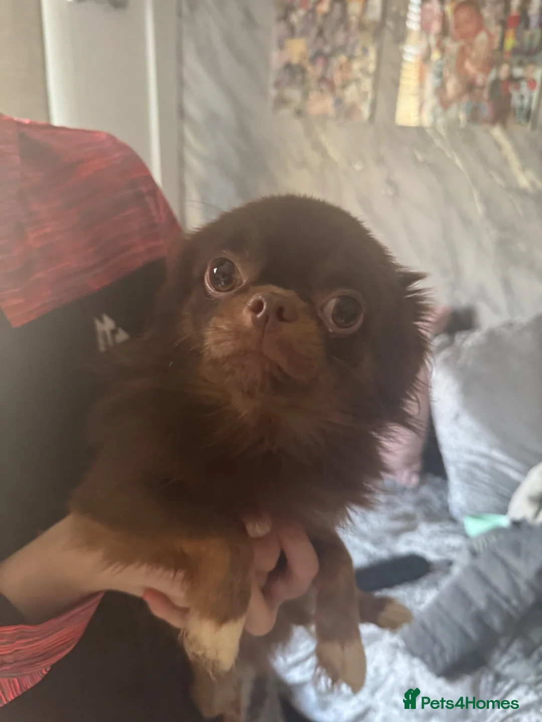 Chihuahua dogs for stud: Chihuahua Stud - Advert 1