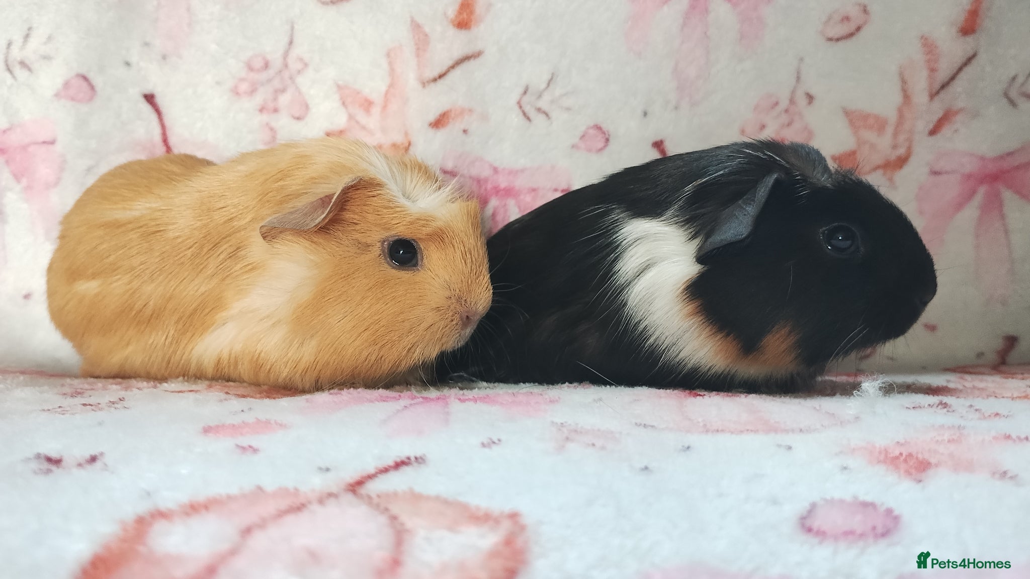 Guinea Pig rodents Baby cornet girls ready now as of the 28th April  - Advert 18