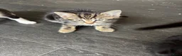 Mixed Breed cats for sale: Adorable kittens - Advert 8