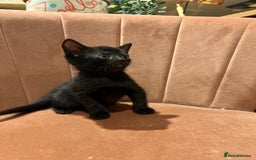 Domestic Shorthair cats for sale: Adorable Tortoiseshell Kittens - Image 13