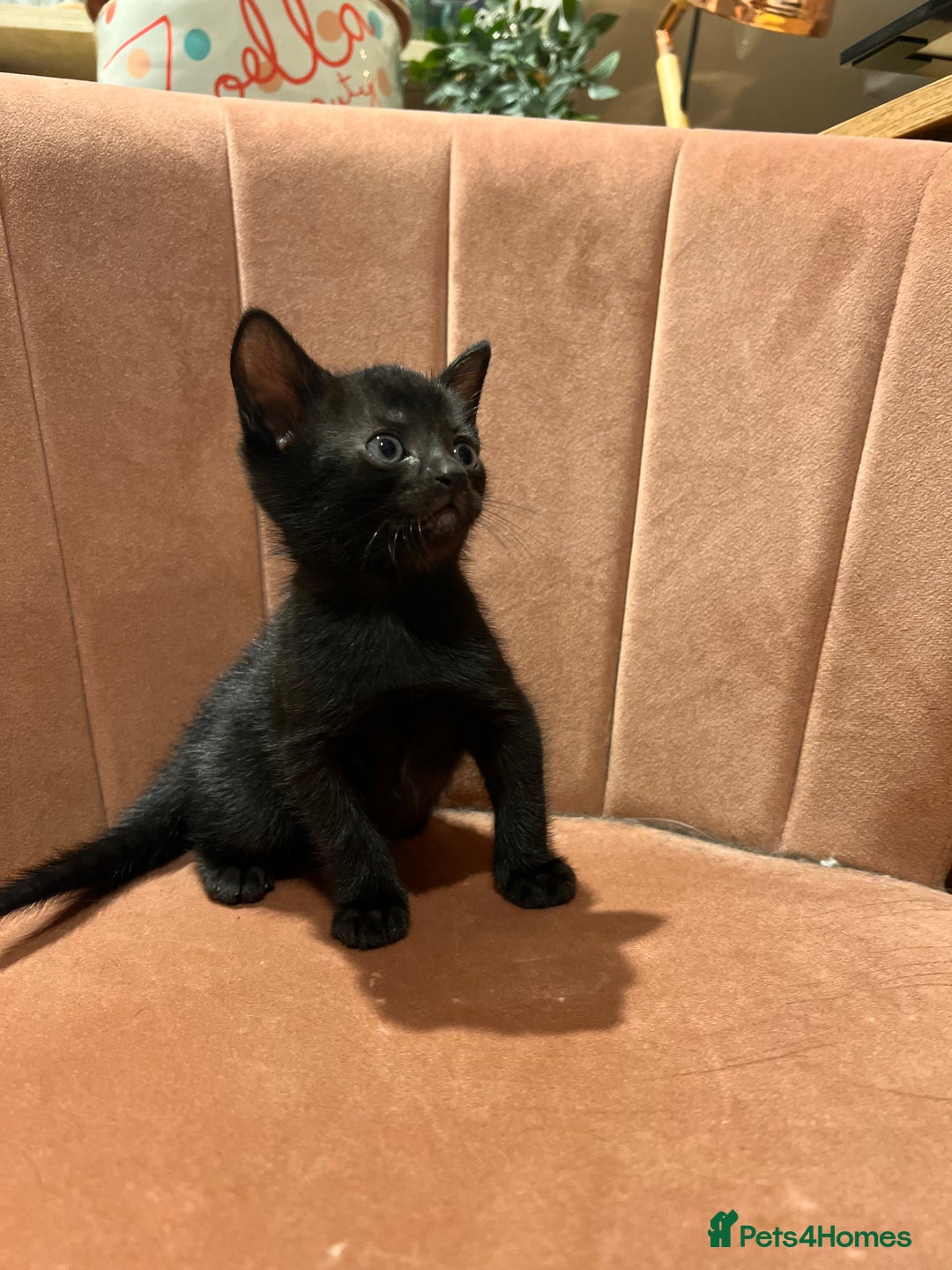Domestic Shorthair cats for sale: Adorable Tortoiseshell Kittens - Image 13
