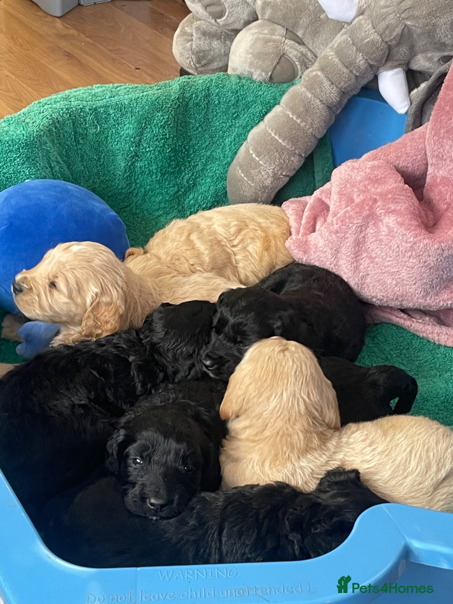 Mini Goldendoodle dogs Mini goldendoodles 3 fur babies remaining  - Advert 2