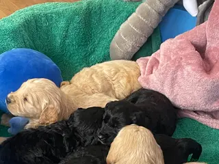 Mini Goldendoodle dogs Mini goldendoodles 3 fur babies remaining - Advert 2