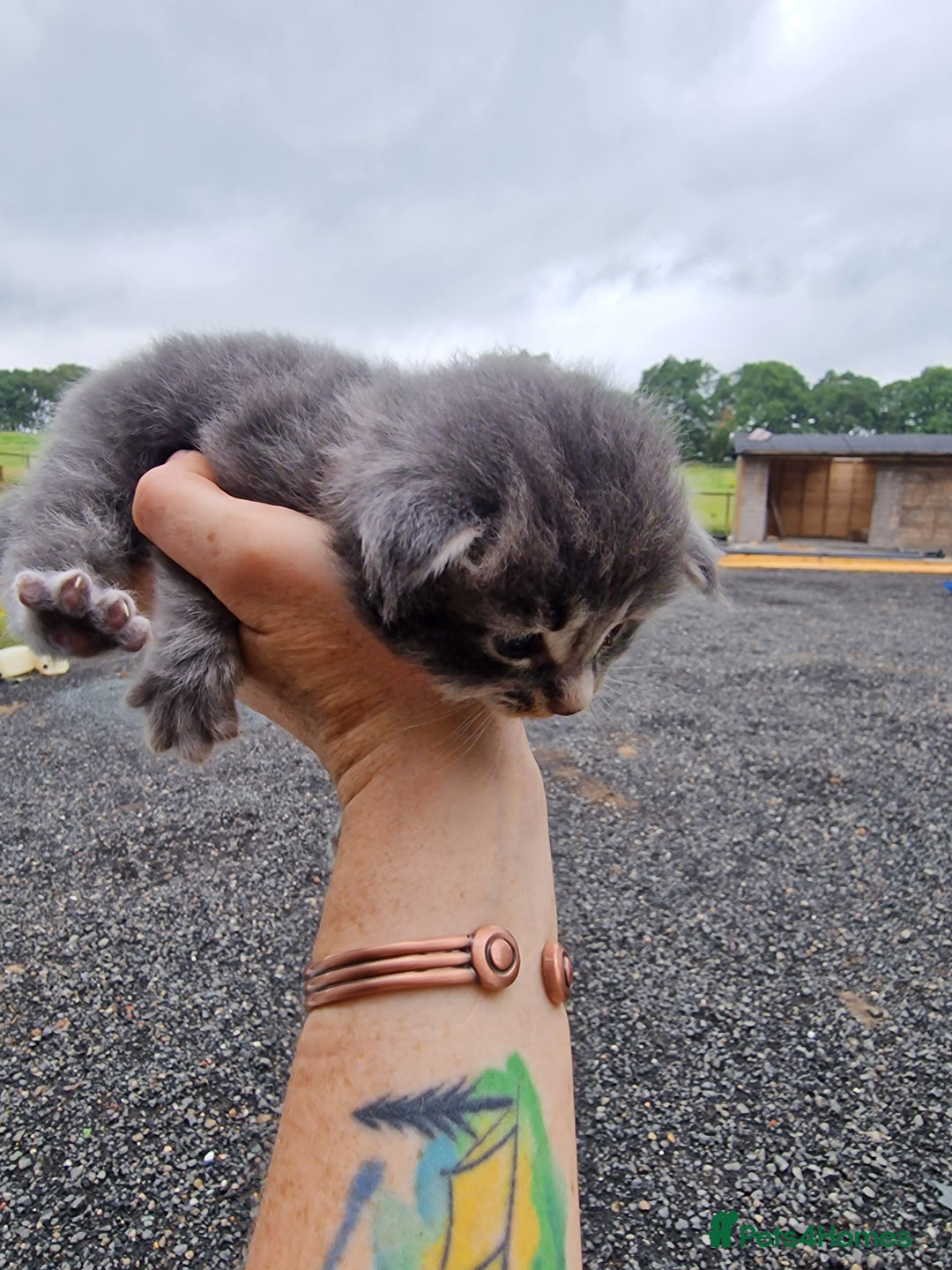 Maine Coon cats for sale: Blue/Silver Tabby Main Coon - Image 3
