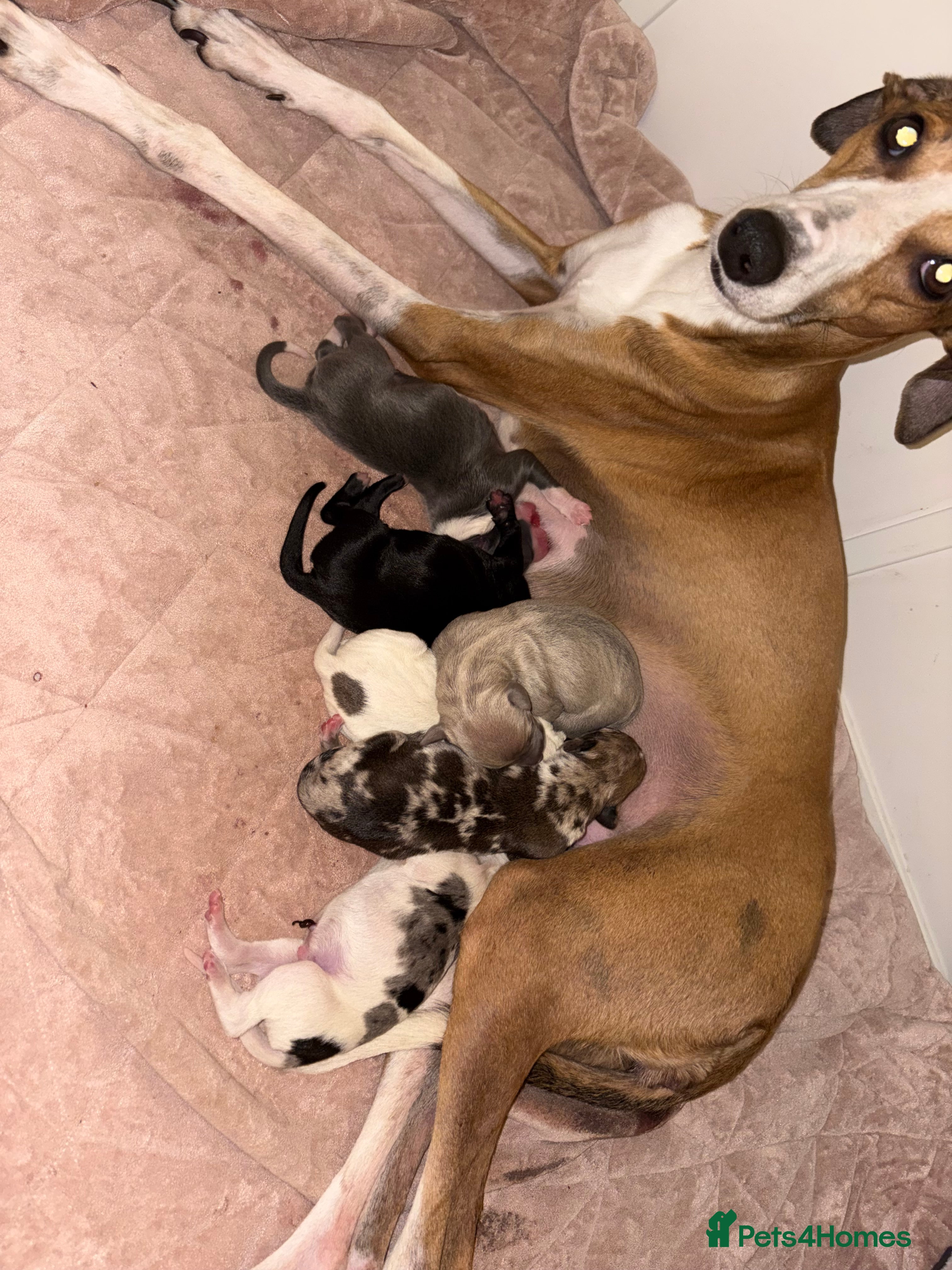 Mixed Breed dogs Collie whippet greyhound  - Advert 2